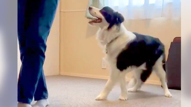 犬が『飼い主の真似』を極めた結果…まさかの『モデルウォーク』が華麗すぎると99万表示「私より上手くて草」「賢すぎ、かわいい」と大絶賛(ブログ)