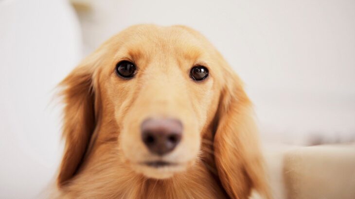 犬が『満足』していないサイン５つ　愛犬が不満を感じているときにする態度とは？(ブログ)