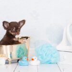 愛犬を自宅でシャンプーするときに揃えてほしい道具8つ　きれいに洗えるようにするためのポイントを解説(ブログ)