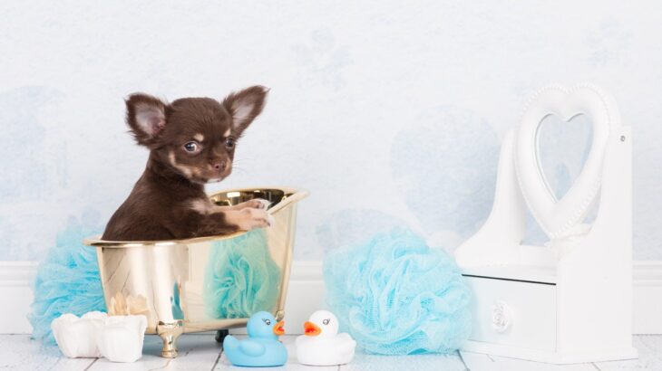 愛犬を自宅でシャンプーするときに揃えてほしい道具8つ　きれいに洗えるようにするためのポイントを解説(ブログ)
