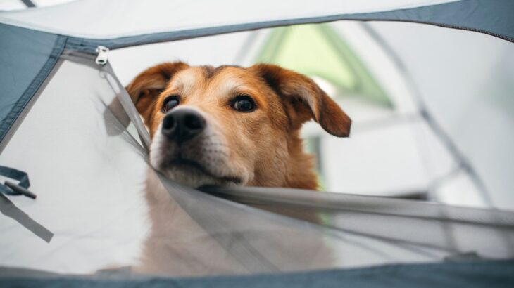 愛犬とのキャンプで無意識にやってしまいがちな迷惑行為4選(ブログ)
