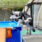 犬がはしゃぎすぎてプールに飛び込んだ結果…『驚異的なジャンプ力』が凄すぎると23万再生「身体能力スゴイ」「素敵な夏の思い出」と絶賛(ブログ)