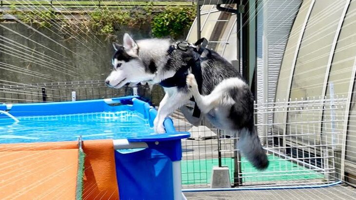 犬がはしゃぎすぎてプールに飛び込んだ結果…『驚異的なジャンプ力』が凄すぎると23万再生「身体能力スゴイ」「素敵な夏の思い出」と絶賛(ブログ)