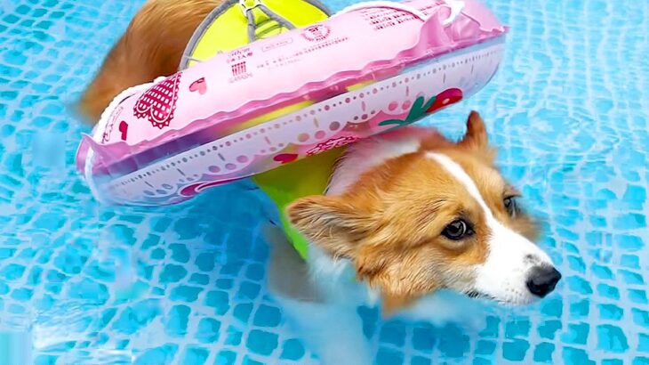 犬が『浮き輪を使うと水に浮かぶ』と気付いた結果…まさかの『泳がなくなる光景』が可愛すぎると10万再生「食パン浮かんでて草」と絶賛(ブログ)