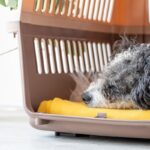 犬にとって快適な『ケージ』の特徴4つ　愛犬をリラックスさせるために押さえておくべき重要点(ブログ)