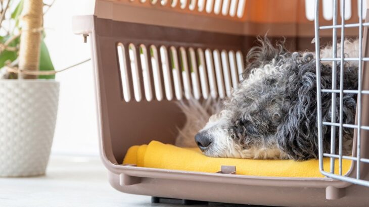 犬にとって快適な『ケージ』の特徴4つ　愛犬をリラックスさせるために押さえておくべき重要点(ブログ)