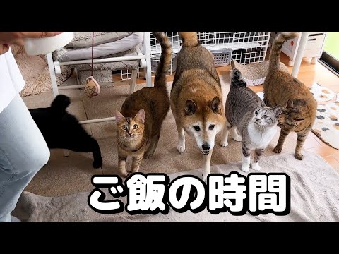 犬と猫大家族のご飯は毎日お祭り騒ぎ(YouTube)