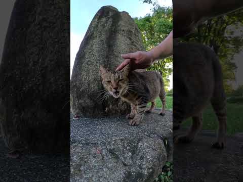 石碑の前の特等席を横取りする猫 #野良猫ちゃん #ネコ #cat(YouTube)