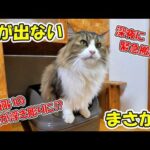 尿が出てない⁉何度も何度もトイレに行く先住猫のボス吉🐈検査の結果はやはり‥(YouTube)