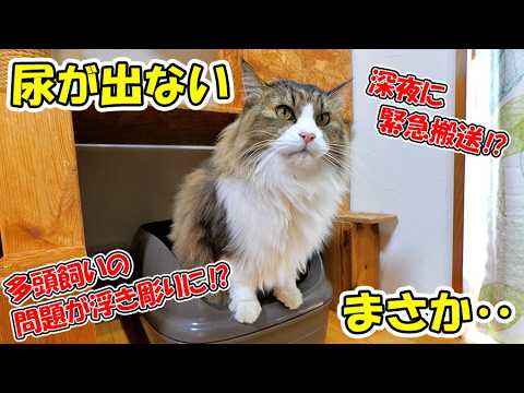 尿が出てない⁉何度も何度もトイレに行く先住猫のボス吉🐈検査の結果はやはり‥(YouTube)