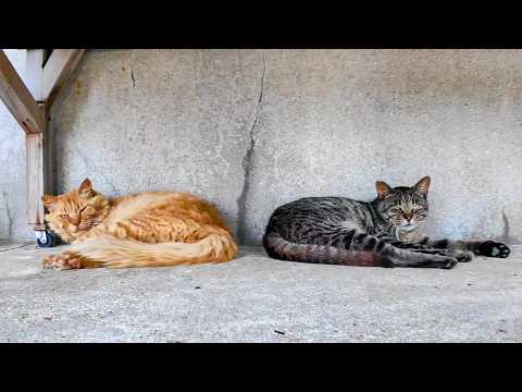 漁港の机の下で寝ていた猫ちゃん、起きてモフられにきた(YouTube)