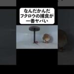 なんだかんだフクロウの捕食が一番ヤバい(YouTube)