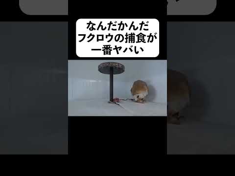 なんだかんだフクロウの捕食が一番ヤバい(YouTube)