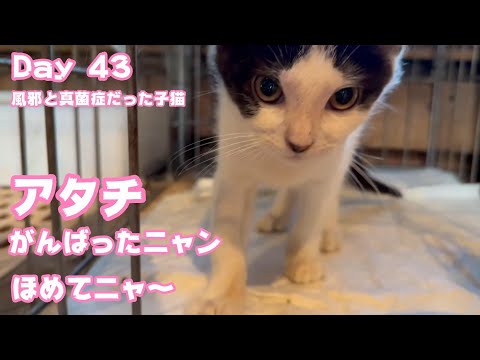 アタチ手術頑張ったニャン  ほめてニャ～  風邪と真菌症だった子猫 Day43  2024 07 01 2(YouTube)