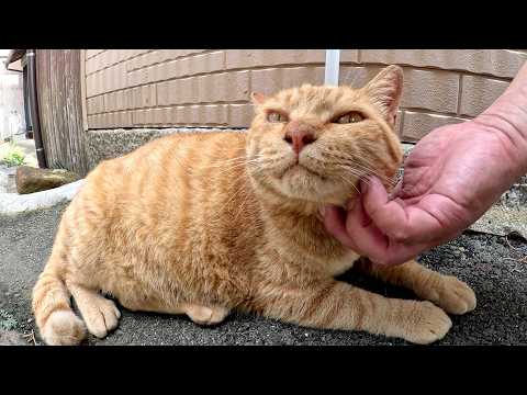 ムッチリ体型の茶トラ猫が島の路地裏で涼んでいた(YouTube)