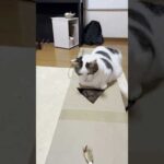 そんなに怒るとは思わんかった(YouTube)