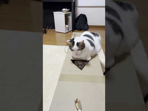 そんなに怒るとは思わんかった(YouTube)