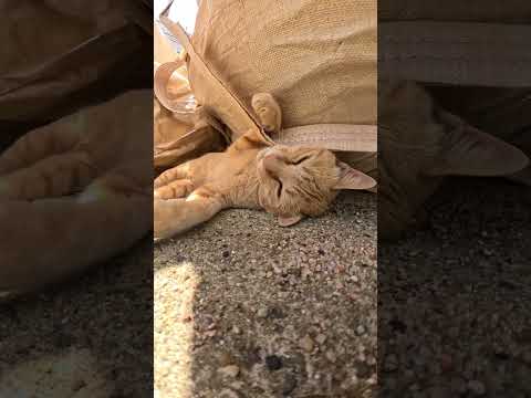 麻袋の紐で遊ぶ茶トラ猫 #野良猫ちゃん #ネコ #野良猫ちゃん #cat(YouTube)