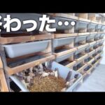 大量のネズミ農場のエアコンが壊れて大量死の危機に陥りました(YouTube)