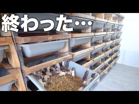 大量のネズミ農場のエアコンが壊れて大量死の危機に陥りました(YouTube)