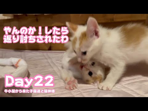 やんのか！したら返り討ちにされちゃいました笑 牛小屋から来た子猫達と猫神様 Day22  Teto115 NutoNimo44  2024 07 28 2(YouTube)