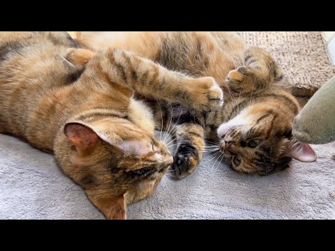 性格の違う姉妹猫が可愛すぎます(YouTube)