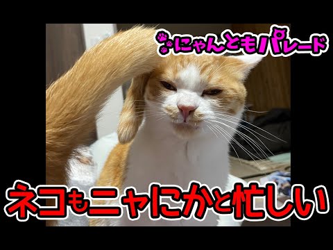 【猫動画】ネコもニャにかと忙しい～にゃ〜にゃんともパレード〜#猫動画#猫#365(YouTube)