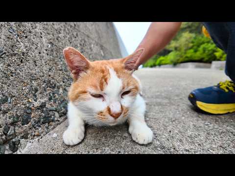 海沿いの道にいた猫たちを撫でて廻る(YouTube)