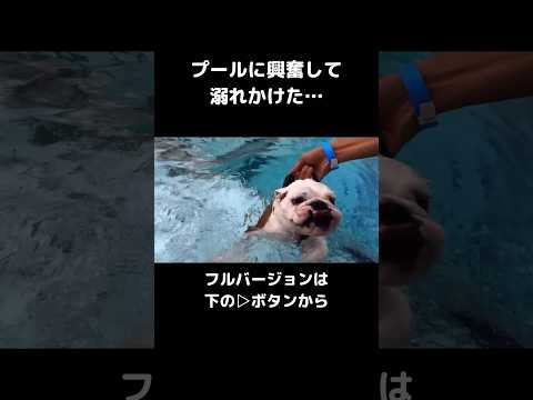 溺れかけるイッヌ#shorts #切り抜き #犬のいる生活 #犬#ブルドッグ(YouTube)