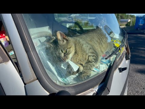 悪さをする猫を崇拝し染まっていく子分(YouTube)