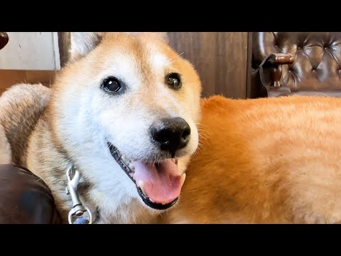 我が家の柴犬コンビは病院をレストランだと勘違いしてます笑(YouTube)