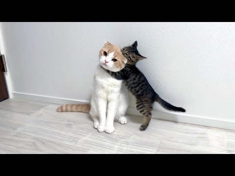 保護した子猫とはな坊が初対面したら懐かれすぎて出会ってすぐにこんなことになっちゃいました…(YouTube)