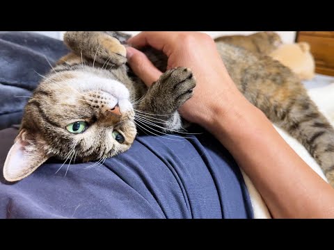 お話好きな猫が初めてある質問に答えた日…笑(YouTube)