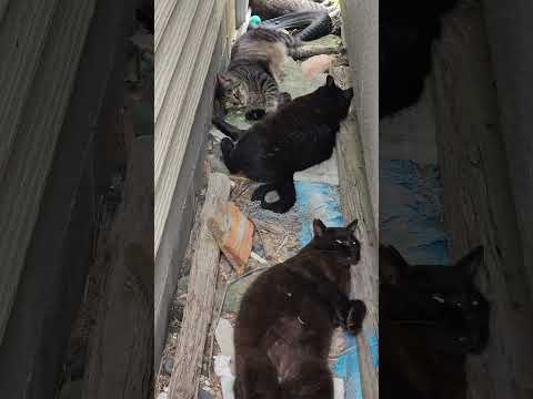 猫達が家の隙間に集まってお昼寝する #野良猫ちゃん #cat #ネコ(YouTube)