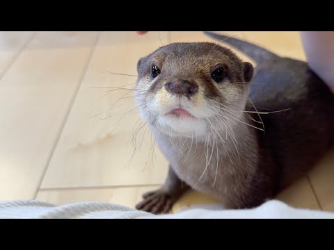 お腹を触られることで眠るスイッチが入るカワウソ Otter turns on sleep switch when its belly is touched(YouTube)