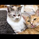 妹猫が甘えてきても永遠の子猫姫は変わらず姫でした(YouTube)