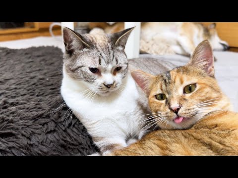 妹猫が甘えてきても永遠の子猫姫は変わらず姫でした(YouTube)