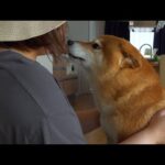 一日ぶりの再会！ママ大好き柴犬がママの姿を見つけた瞬間‥(YouTube)