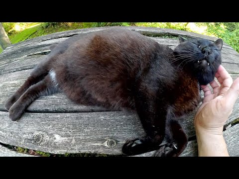 クマのような黒猫ちゃんが庭園のテーブルに寝転がって夕日を浴びる(YouTube)