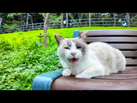 公園のベンチに座っていた猫がカワイイ(YouTube)