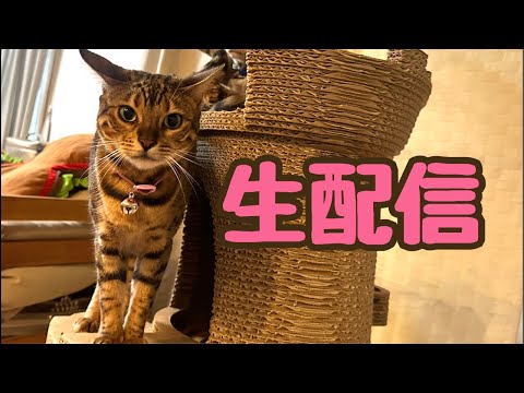 【生配信7/7】うちの織姫と彦星は今日も仲悪いですが一緒に願いをかけましょう生配信(YouTube)