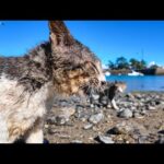 海辺の闘いでびしょ濡れになった猫島の猫二人(YouTube)