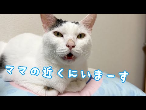 パパの猫生配信中でもママの側から動かないチロさん…ｗ(YouTube)