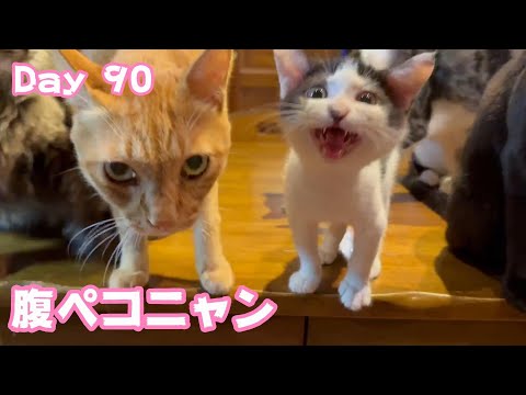 腹ペコニャン  やっと3ヶ月児になりました Day 90  2024 07 03 1(YouTube)