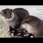 人間っぽいカワウソがイラッとした瞬間がこちら　Otter’s Human-Like Stare Over the Unfairness of It All(YouTube)