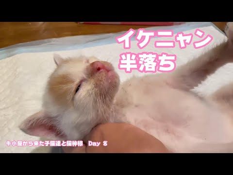 半落ちしてよいかにゃ～  牛小屋から来た子猫達と猫神様 Day 8  2024 07 14 1(YouTube)