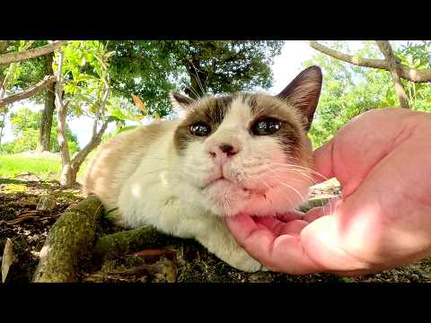 ベンチで寝転ぶ黒猫と木陰に隠れるシャム猫をナデナデする(YouTube)