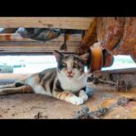 漁港内の舟の修理場所で寝ていた猫ちゃん、近くに行くと起きて出てきた(YouTube)