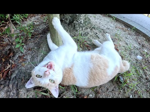 ミルクティー猫をモフるとクネクネと転げ回ってじゃれてきた(YouTube)