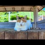 猫島の船着き場近くの東屋は猫の集会所(YouTube)
